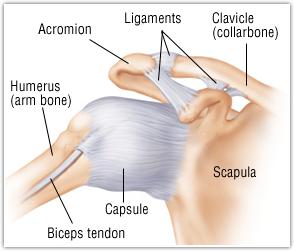 Shoulder ligament anatomy
